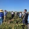 Long Bean Field Day 2022